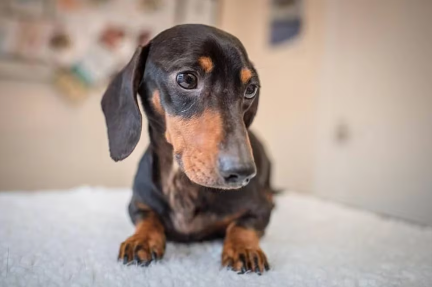 Una pareja se separó y la Justicia fijó un régimen de visitas para “Pope”, el perro salchicha que habían comprado juntos