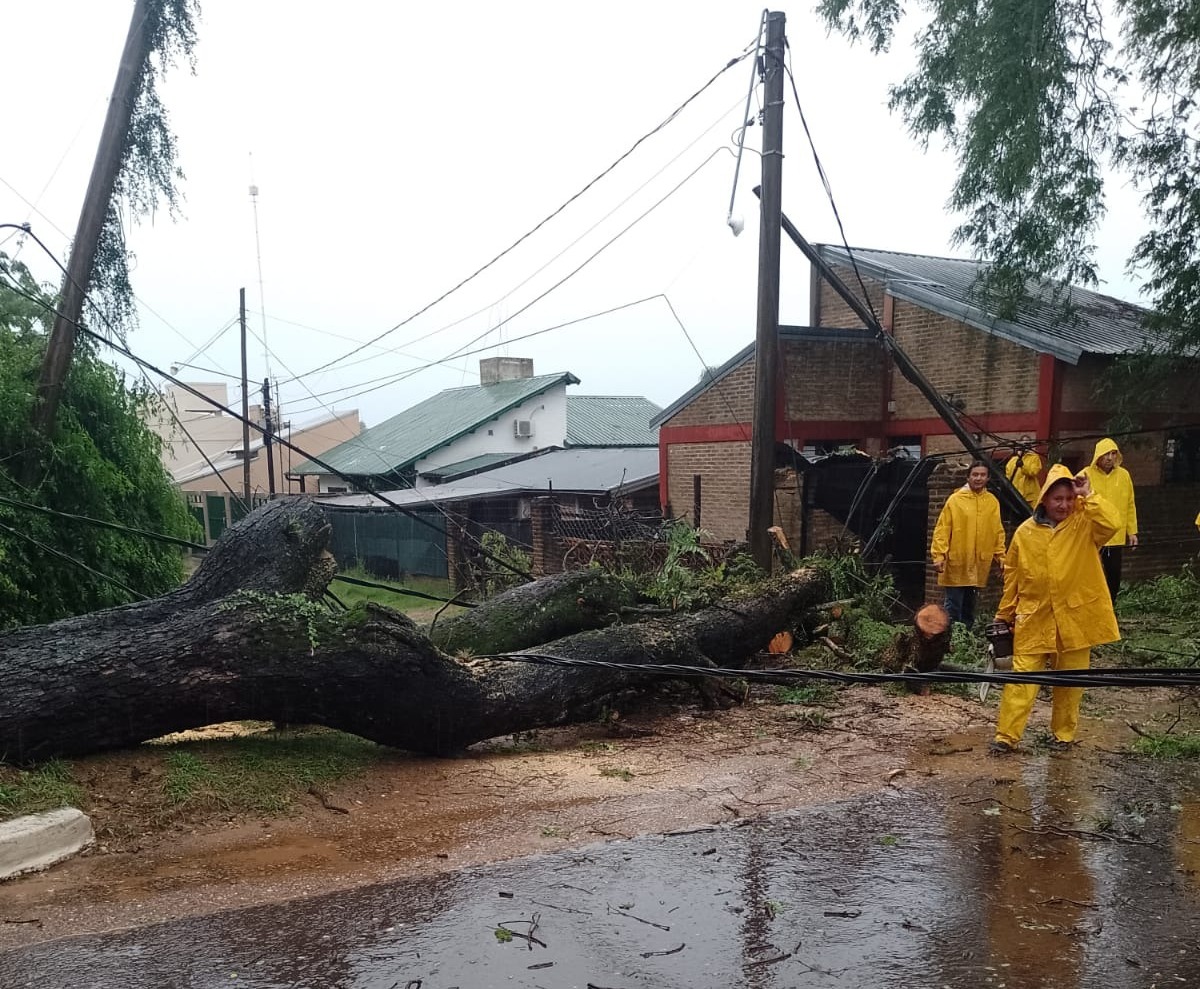 Fuertes ráfagas de vientos provocaron grandes caídas de arboles en la ciudad