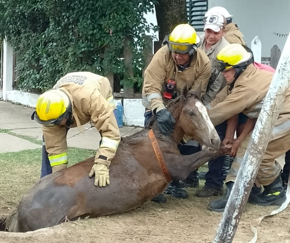 Potrillo cayó en boca de tormenta y luego fue rescatado por Bomberos Voluntarios