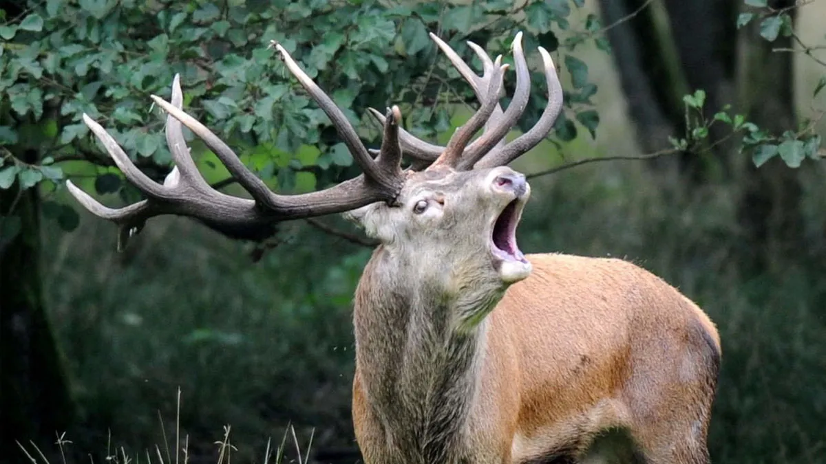 Alerta por el «virus del ciervo zombie»: La enfermedad mortal podría ser una amenaza para el ser humano