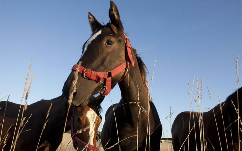 Encefalitis equina: Se confirmaron dos nuevos casos en Entre Ríos en pacientes atendidos en diciembre