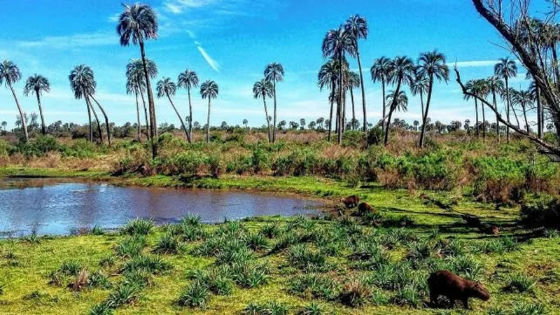 Parque El Palmar: Carpinchos y yacarés son un gran atractivo