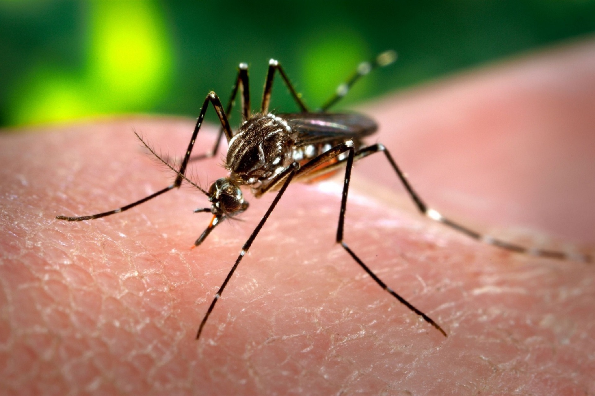 Se confirmaron los dos primeros casos de dengue autóctono en Concordia