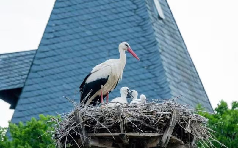 ¿Cómo se adapta la fauna a la vida urbana?