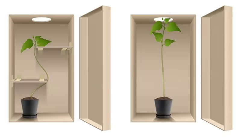¿Cómo saben las plantas dónde está la luz?