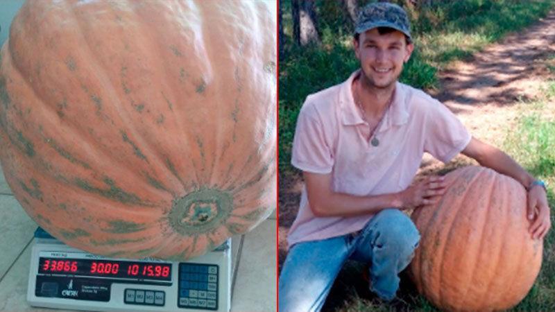Cosechó un zapallo gigante de 34 kilos y anticipan que “hay tres más creciendo”