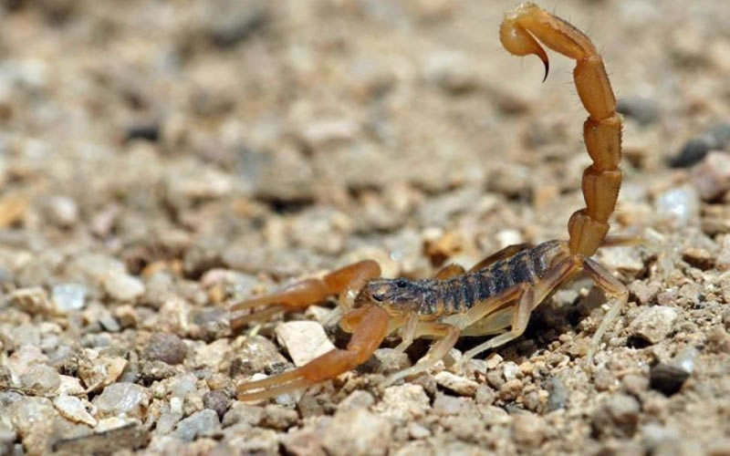 Salud brinda medidas de prevención para evitar picaduras de alacranes
