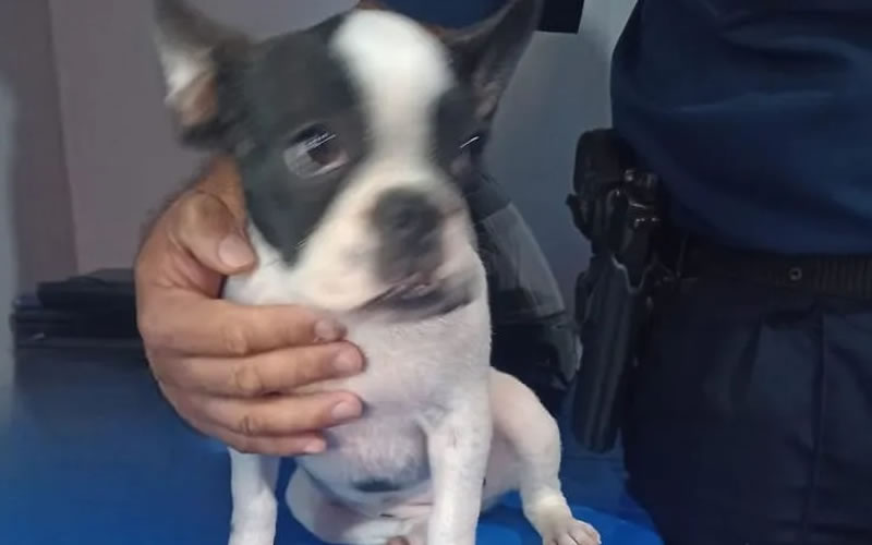 En un kiosco ofrecían para la venta a un perro que su dueña había denunciado como robado