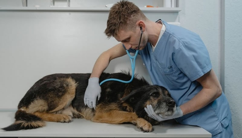 Informan que hay guardia activa de Veterinaria Municipal