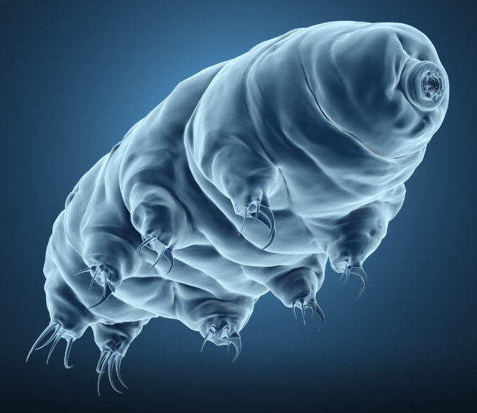 Lo que hace «indestructibles» a los tardígrados, uno de los animales más resistentes del planeta