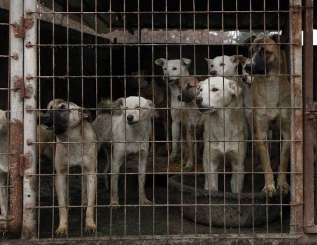 Corea del Sur prohibió la venta y el consumo de carne de perro a partir de 2027