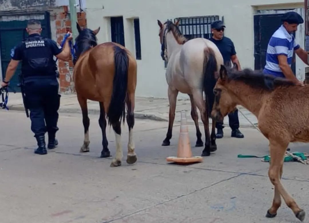 Personal de la Dirección de Prevención y Seguridad fue agredido violentamente tras el secuestro de equinos