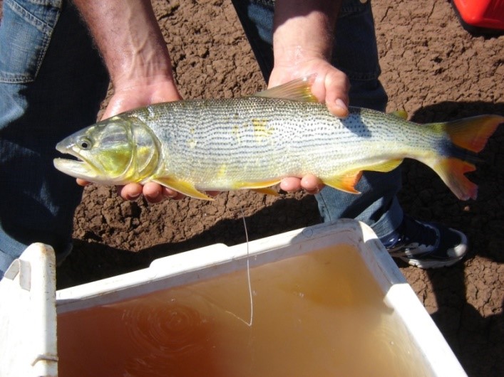 Advertencia de CARU: Hallazgo de sustancias tóxicas en peces del  río Uruguay