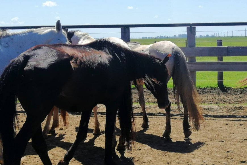 De este a oeste: el Senasa dispuso la vacunación obligatoria contra la encefalomielitis equina en todo el territorio nacional