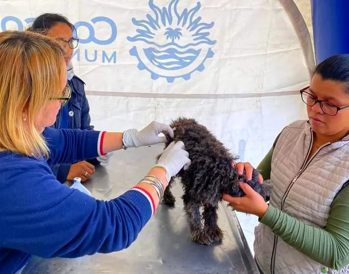 Se encuentra activo el Departamento de Veterinaria Municipal