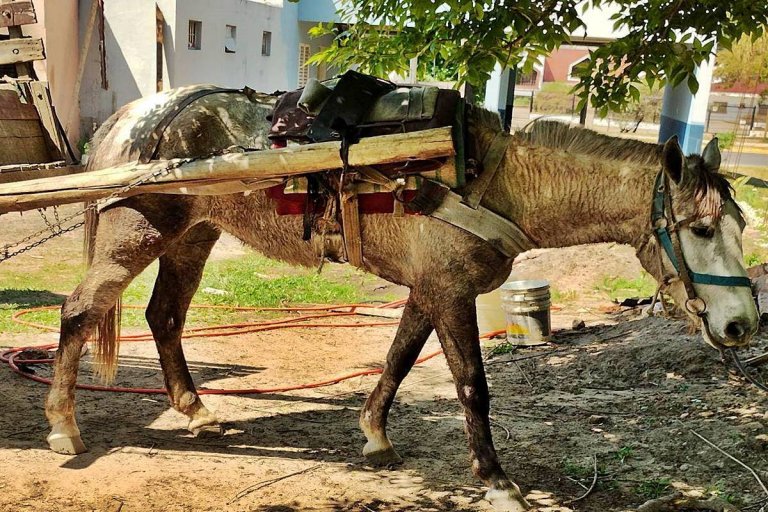 La Municipalidad prohibirá el transporte de tracción a sangre en una franja horaria