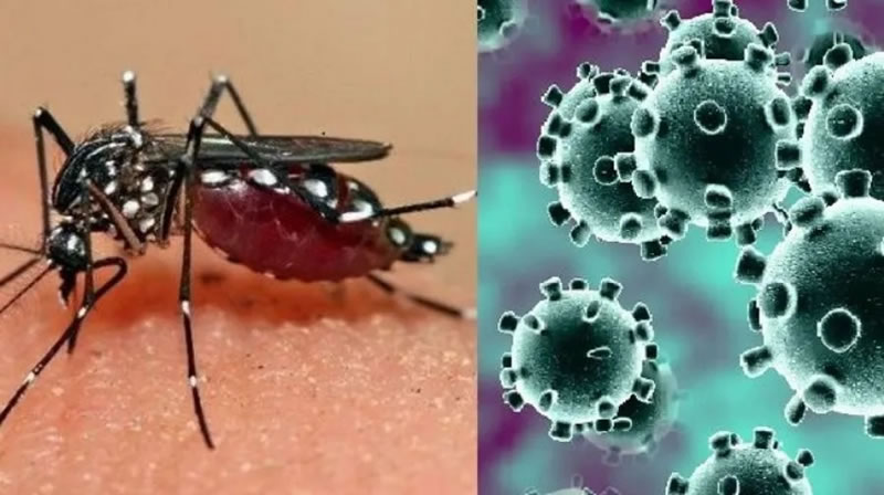 Hubo 497 casos de dengue y 44 de covid en la última semana en la provincia