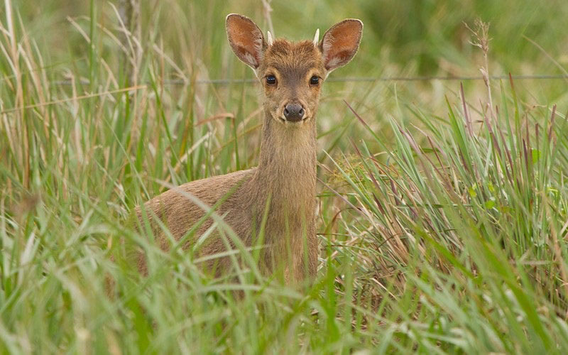 El Guazuncho es también conocido con otros nombres como corzuela, venado, o guazuvirá