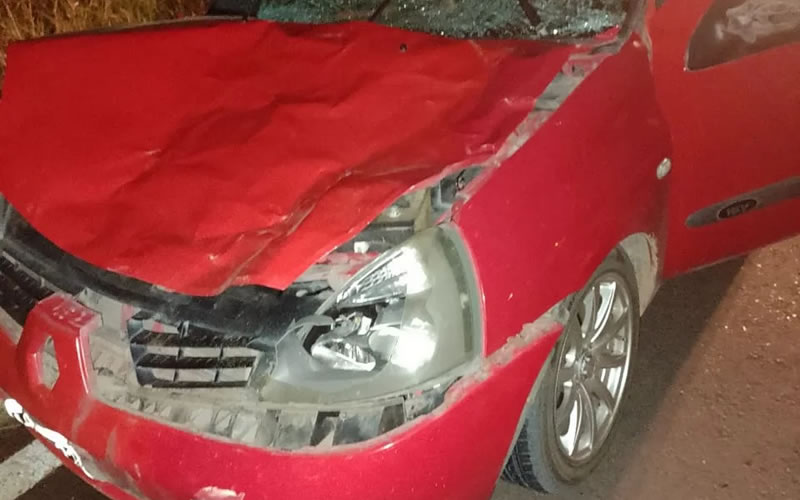 En una misma noche: Animal suelto provocó dos accidentes sobre la ruta 130