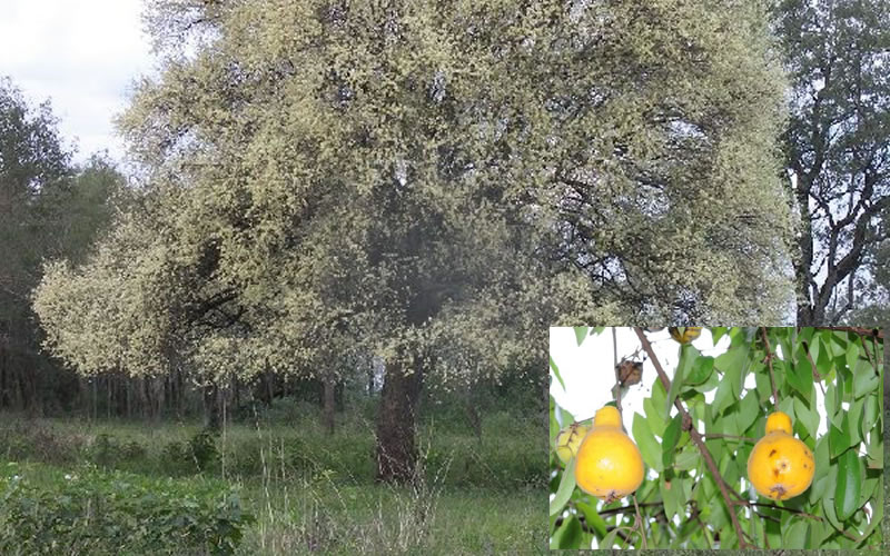 El árbol ubajay que en guaraní significa «fruta ácida»