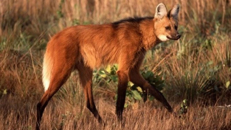 Así es el aguará guazú, el «zorro grande» argentino en peligro de extinción