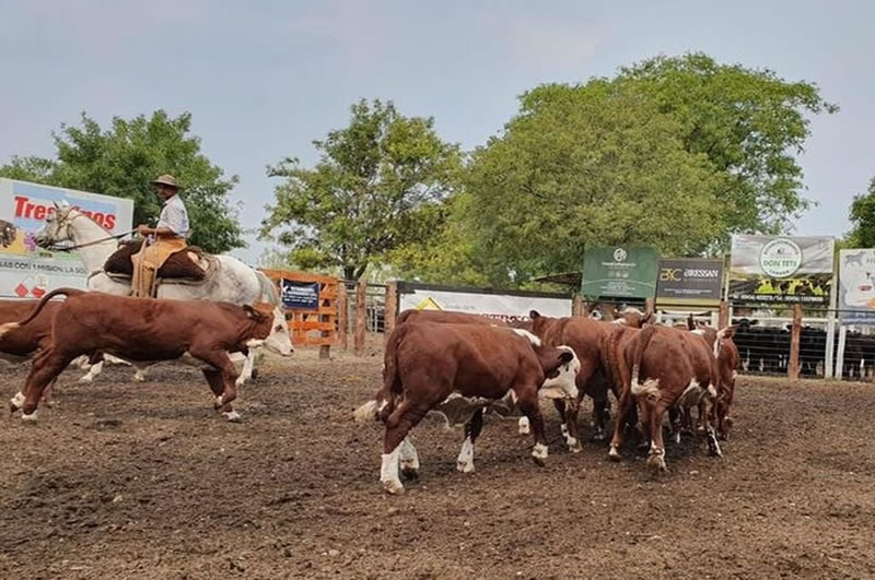 Se realizará el concurso y concentración de terneros en la Sociedad Rural de Chajarí