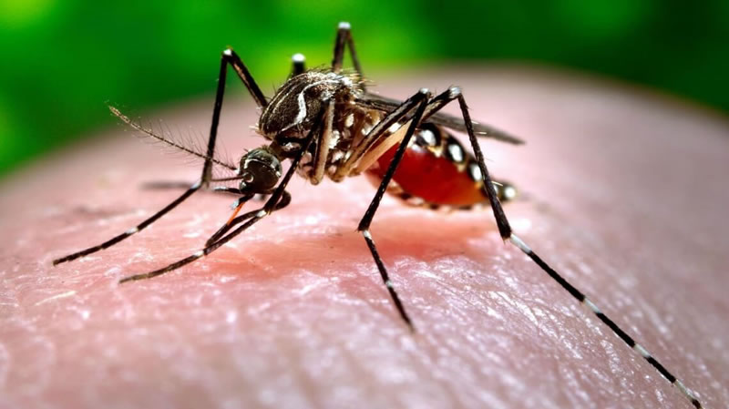 Cuál es el origen del mosquito transmisor del dengue