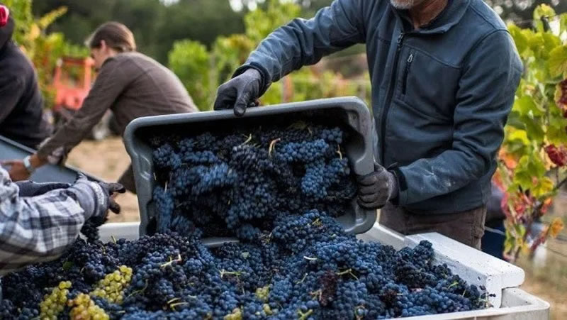 Día del Trabajador Vitivinícola