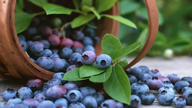 Los súper beneficios de comer arándanos para la salud
