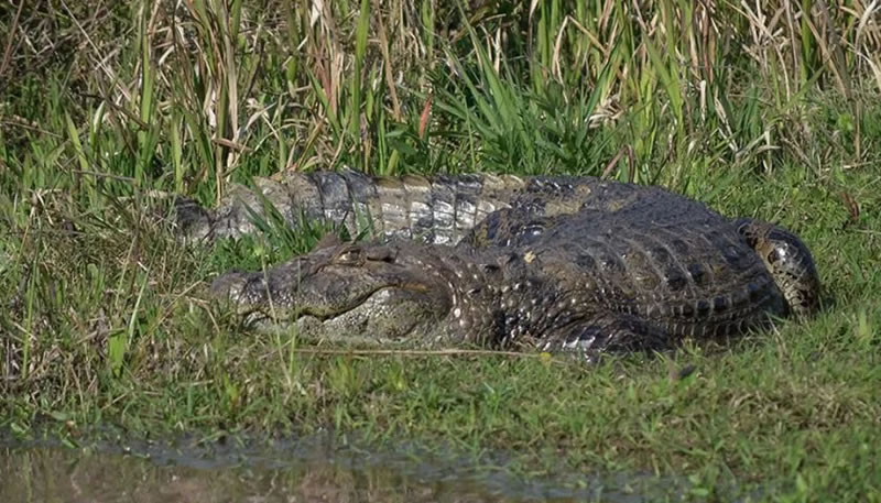 Cuatro especies características de Entre Ríos