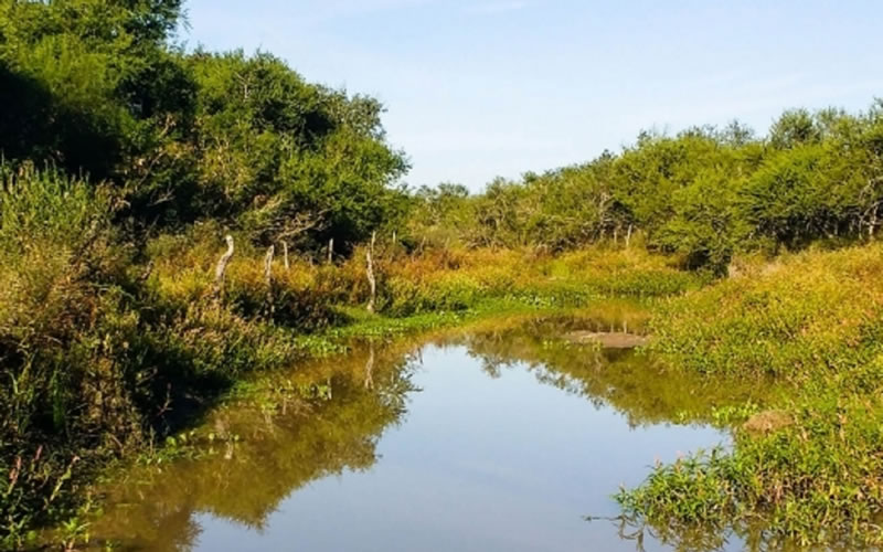Existen 1,8 millones de hectáreas de bosques nativos en Entre Ríos