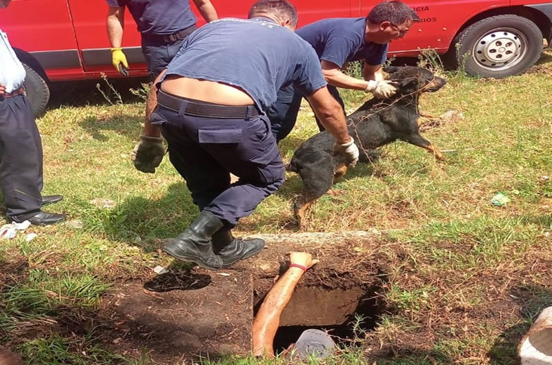 Bomberos y vecinos trabajaron para rescatar a un perro de un desagüe