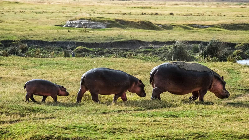 Hipopótamo: Descubre 5 datos sorprendentes sobre este animal que pesa toneladas