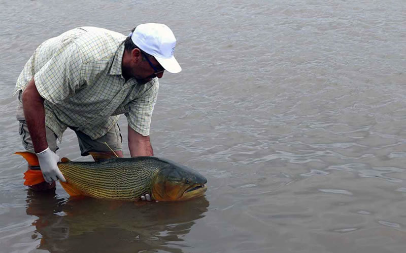 La CARU brinda tranquilidad a la población por consumo de pescado