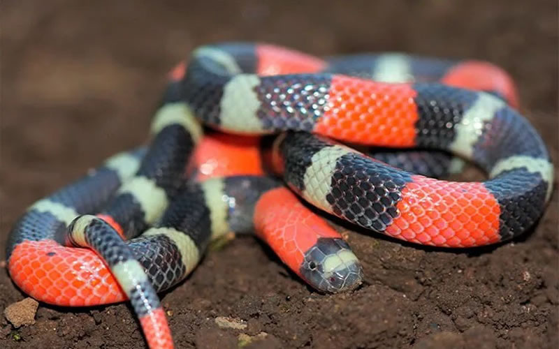 ¿Cuál es la diferencia entre la serpiente de coral verdadera y la falsa?