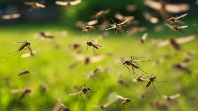 Las cinco razones científicas de por qué los mosquitos pican más a unas personas que a otras