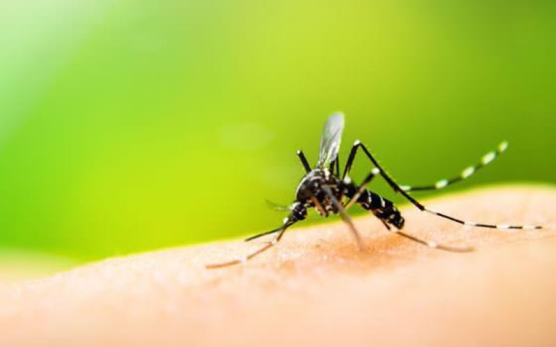 Hay más de 700 casos nuevos de dengue en Entre Ríos