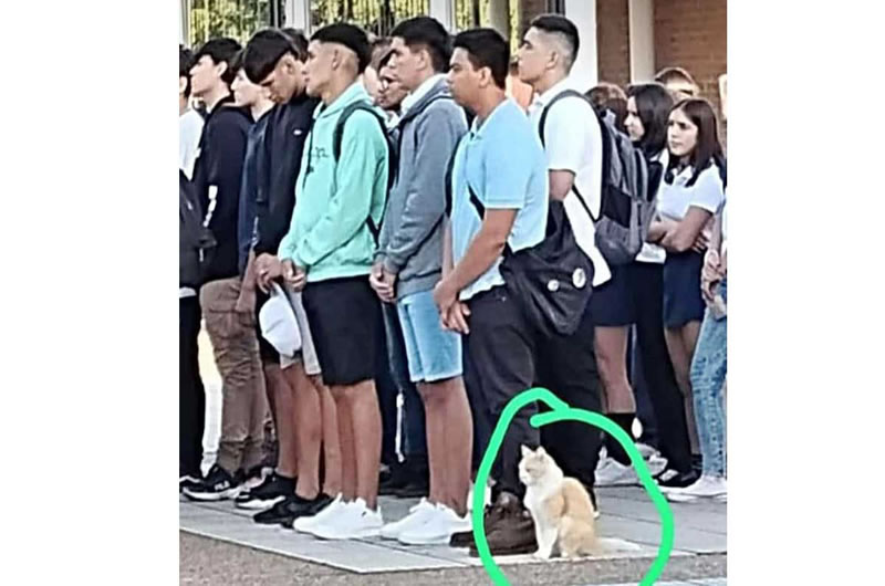 Una escuela tomó como mascota a un gato que participa de cada una de las actividades