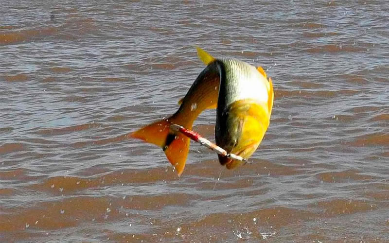 Se postergó para septiembre la Fiesta Internacional del Gran Dorado