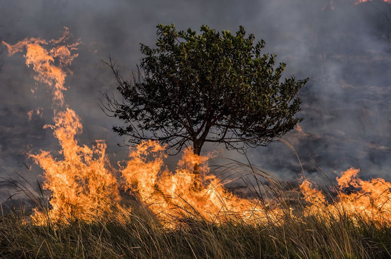 Cómo se adaptan los animales al aumento de los incendios forestales