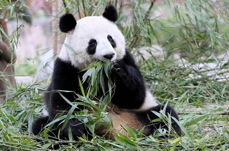 ¿Cuál es la relación del panda gigante con China?
