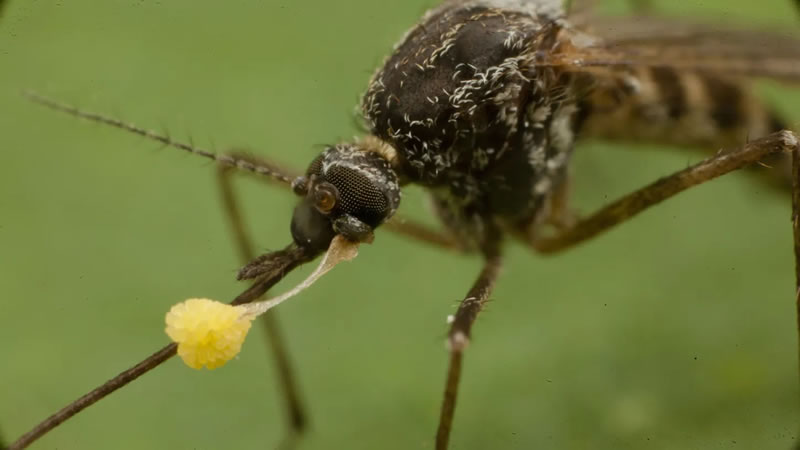 Por qué los mosquitos pican a algunas personas y a otras no
