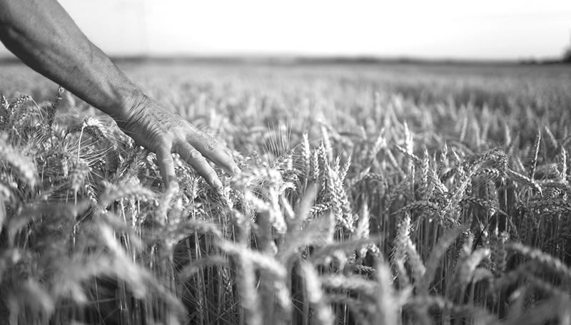 «Día del Campo»: Una fecha que nació en la Argentina y se «exportó» a otros países