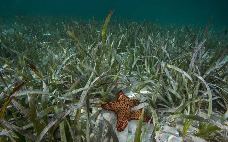 Medio ambiente: ¿Qué son los pastos marinos y qué importancia tienen para los océanos?