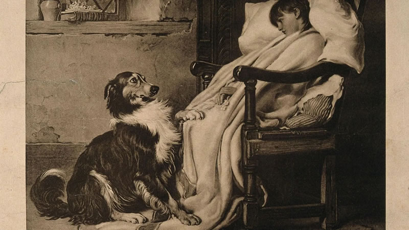 Perro doméstico: Datos imprescindibles sobre el mejor amigo del hombre