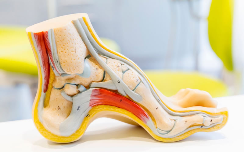 Anatomía del pie: Sus partes y problemas comunes