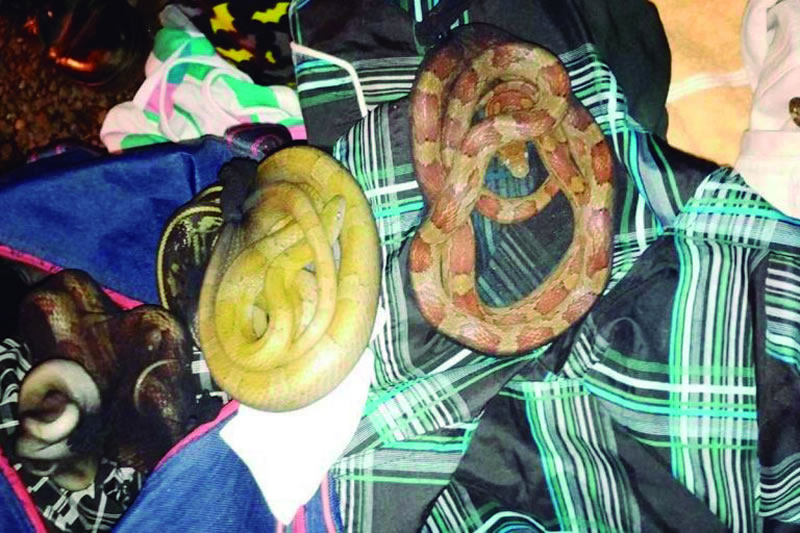 Transitaba por la Ruta 14 con un bolso lleno de serpientes y arañas