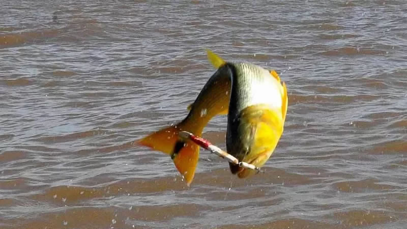 CARU destaca la importancia de respetar la talla mínima de pesca
