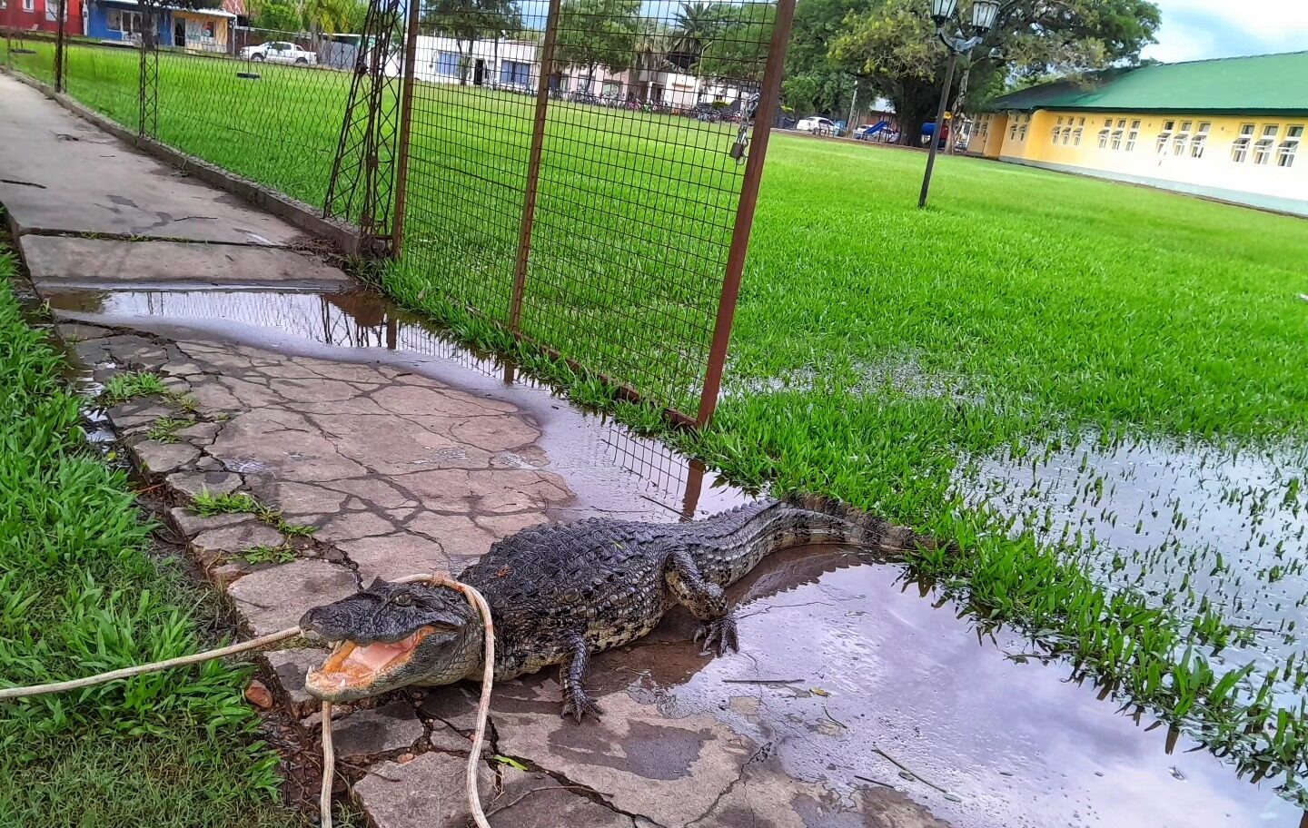 Encontraron un yacaré de gran tamaño en el patio de una escuela en Ubajay