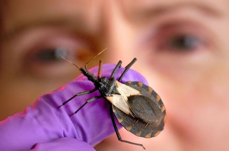 Día Mundial de la Enfermedad de Chagas